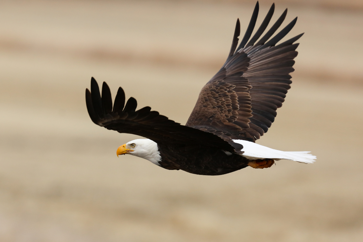 Ein Adler fliegt mit weit geöffneten Schwingen übers Land.