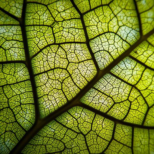 Ein Blatt, durch das das Licht fällt. Man sieht viele Verzweigungen und Verbindungen. Steht für ganzheitliches Arbeiten in Coaching, Supervision und Mediation