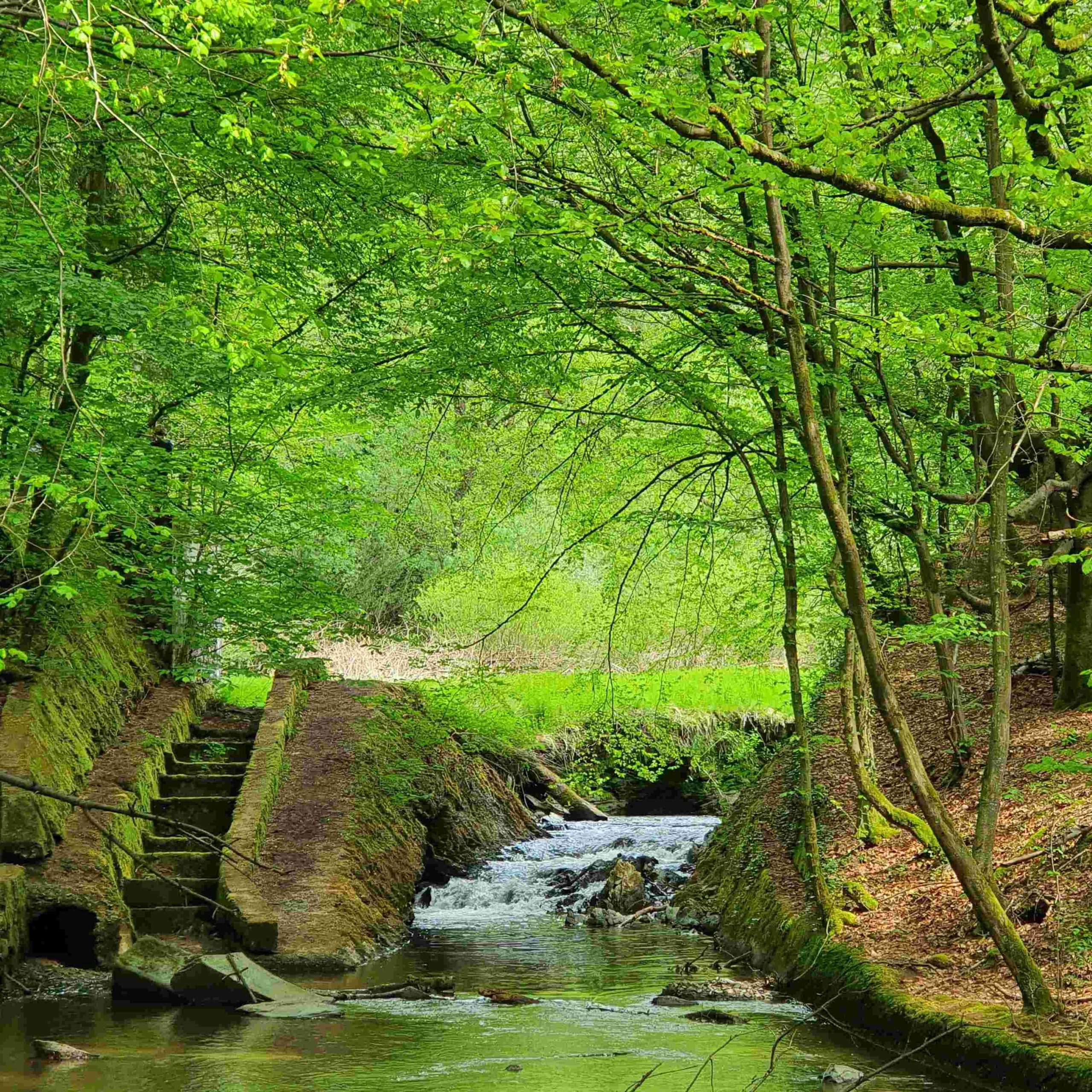 Ein Bach mit einer Fischtreppe im Wald - steht für verschiedene, individuelle Wege in Coaching, Supervision und Mediation